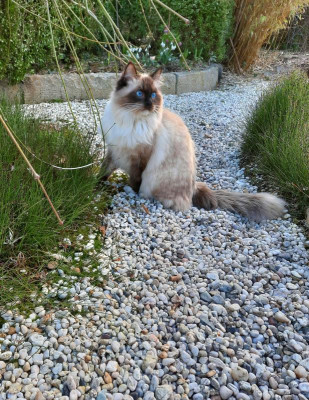 Birmakatze.jpg