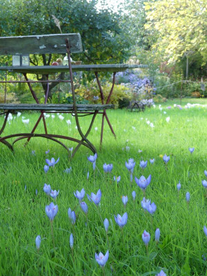 2022-10-06 Crocus speciosus 3.jpg