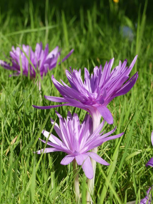 2022-10-06 Colchicum 'Waterlily' 3.jpg