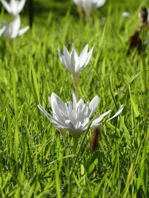 2022-10-06 Colchicum autumnale 'Alboplenum' 1.jpg