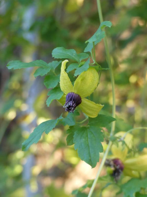 2022-10-06 Clematis 2.jpg