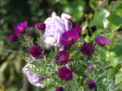 2022-10-06 Aster 1.jpg