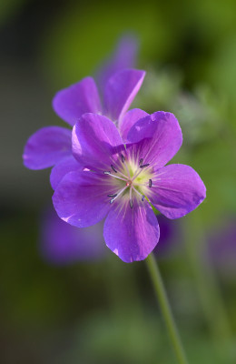 Geranium-Mayflower-klein.jpg