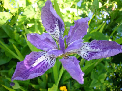 iris_osttibetP1040663.jpg