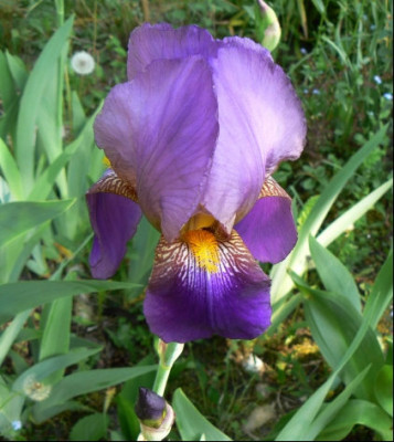 Iris_Tato_07_05_07_2a.jpg