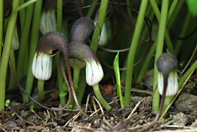 Arisarum-proboscidum-Mai1008-k.jpg