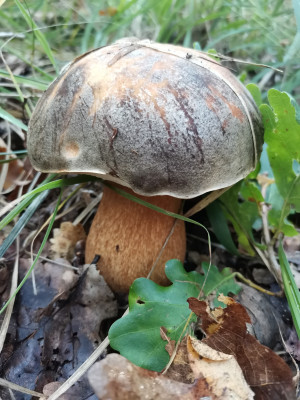 Steinpilz.jpeg