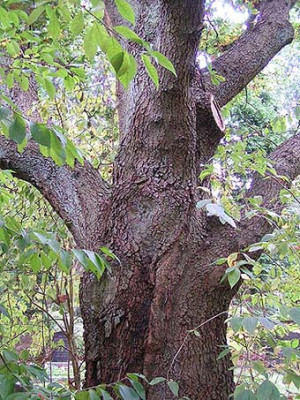 Quercus_anonyma_klein.jpg