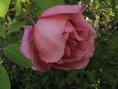 GroenanderungIMG_4042.JPG