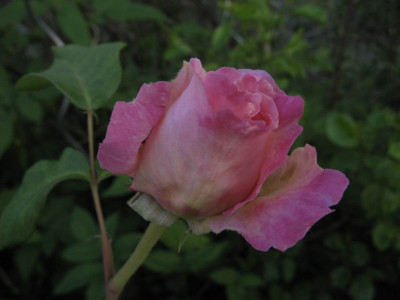 GroenanderungIMG_4044.JPG