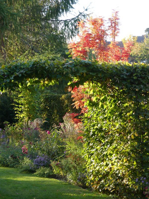 2022-10-07 Sorbus aucuparia 'Autumn Spire' 1.jpg
