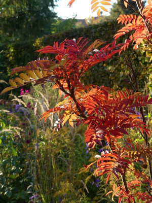 2022-10-07 Sorbus aucuparia 'Autumn Spire' 2.jpg