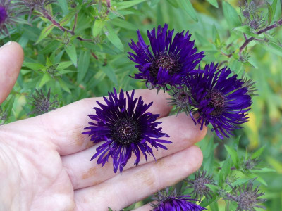 2022-10-07 Aster 1.jpg