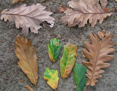 Quercus_anonyma_Blatt.jpg