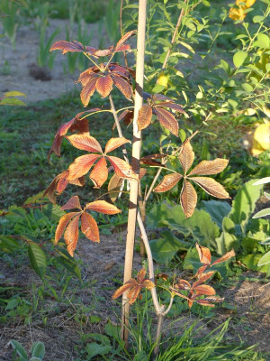 2022-10-07 Aesculus glabra 'October Red'.jpg