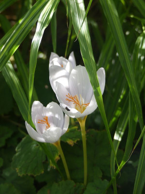 2022-10-06 Crocus pulchellus 'Zephyr' 1.jpg