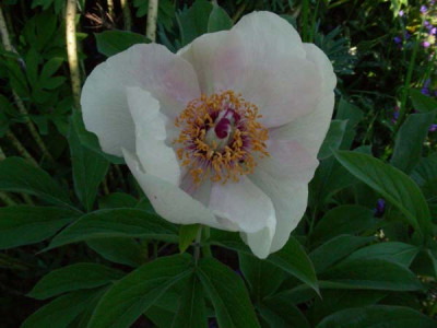 Paeonia_mlokosewitchii_DSCN2277.JPG