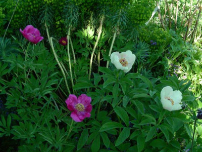 Paeonias_DSCN2281.JPG