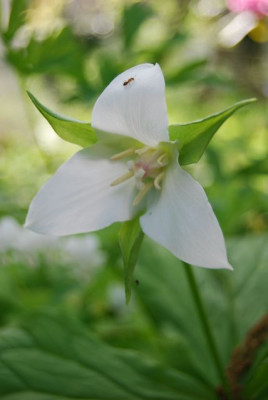 Trillium_unbekannt.jpg