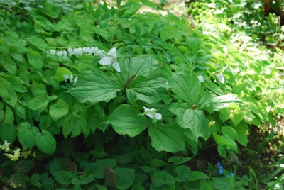 Trillium_unbekannt_habitus.jpg