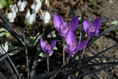 DSCF6954.JPG