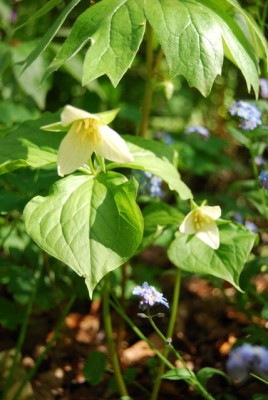 T._sulcatum_08.jpg