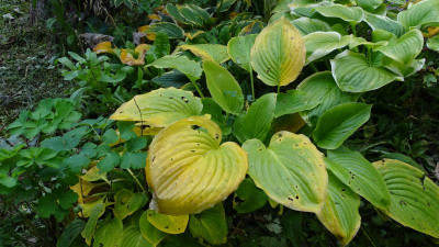 DSC00182.JPG