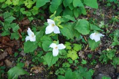 T._grandiflorum_08.jpg