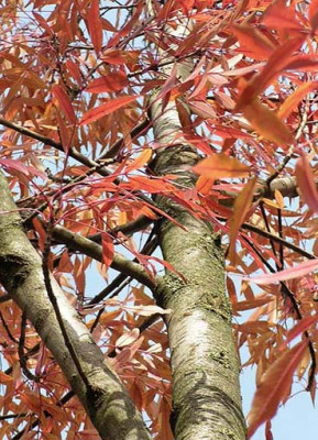 Fraxinus_angusti2610.jpg