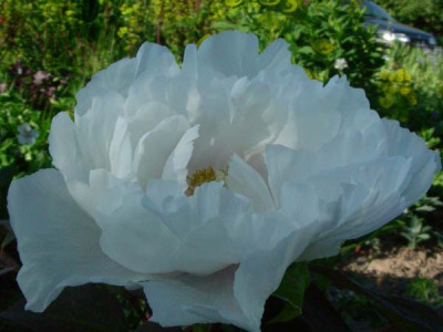 Paeonia_x_suffruticosa_Hakuojishi__DSCN2312.JPG