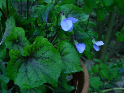Viola_Balsam_Mountains_DSCN2318.JPG