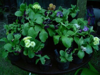 Double_Auricula_DSCN2320.JPG