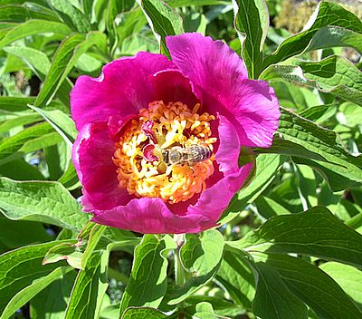 Paeonia_officinalis_ssp._huthii_fars_2008.jpg