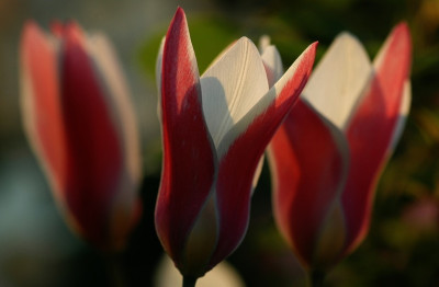 Tulipa_1_06-05-2008.jpg