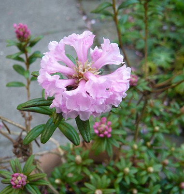 Rhododendron_trichostomum_var._ledioides_fars_2008.jpg