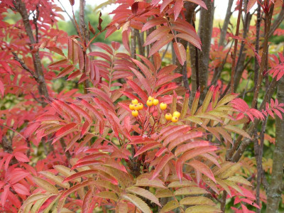 2022-10-08 Sorbus aucuparia 'Autumn Spire' 1.jpg