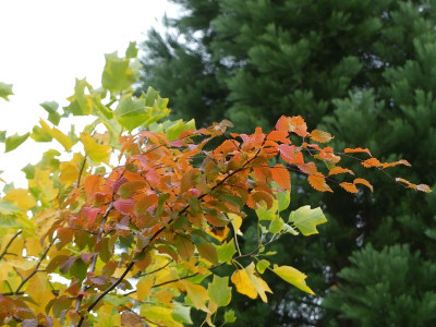 2022-10-08 Carpinus betulus 'Rockhampton Red' 2.jpg