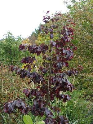 2022-10-08 Parrotia 'Felicie'.jpg