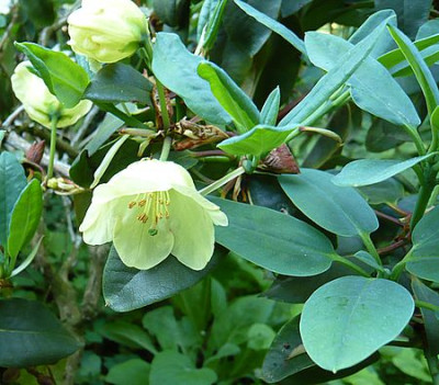 Rhododendron_wardii_fars_2008.jpg