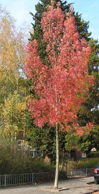 Fraxinus_angusti_Saule.jpg