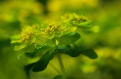 Euphorbia_1_10-05-2008.jpg