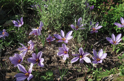 IMG_8369_Crocus_sativus_8Okt2022_.jpg
