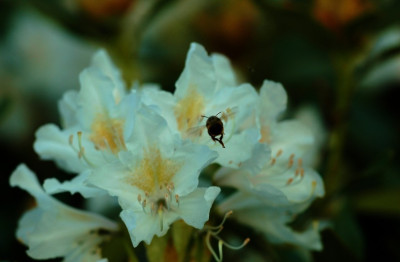 Rhododendrum_Cunninghams_White_1_10-05-2008.jpg