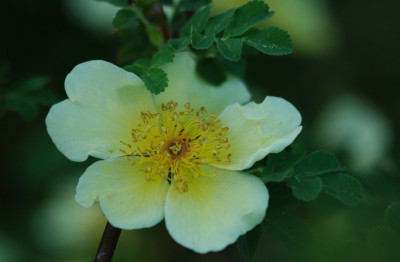 Rosa_Canary_Bird_1_10-05-2008.jpg