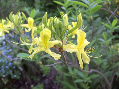 Rhododendron_luteum_fars_2008.jpg