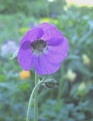 Geranium_welches_fars_2008.jpg