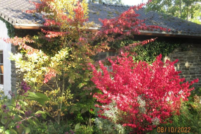 Herbstfeuer.jpg