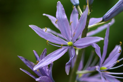 Camassia-semiplena-1.jpg