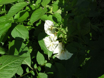 221007-kartoffelblueten.jpg