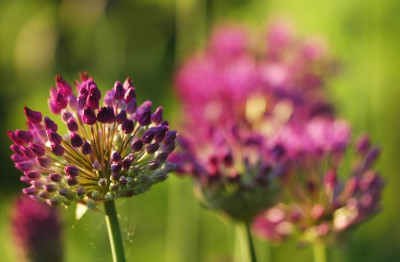 Allium_1_10-05-2008.jpg